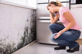 Best Environmental Consulting for Mold Prevention  in USA